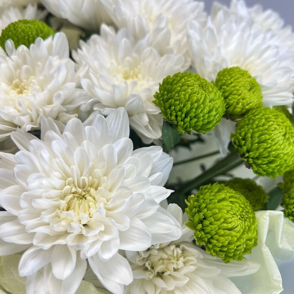 Эксклюзивный букет «Филин Грин» – сочетание белых и зеленых хризантем Астрахань Астраханская область