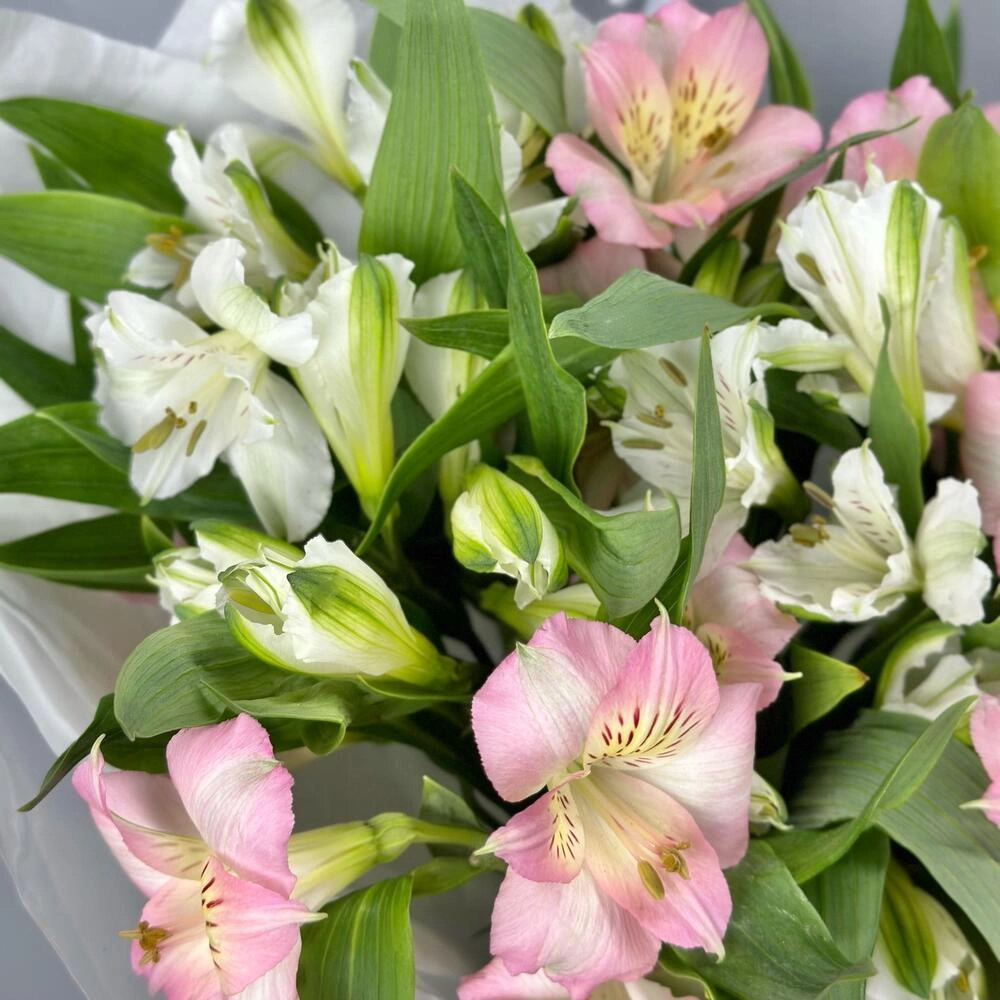 Букет «Нежность» – трогательное сочетание белых и розовых альстромерий Астрахань Астраханская область