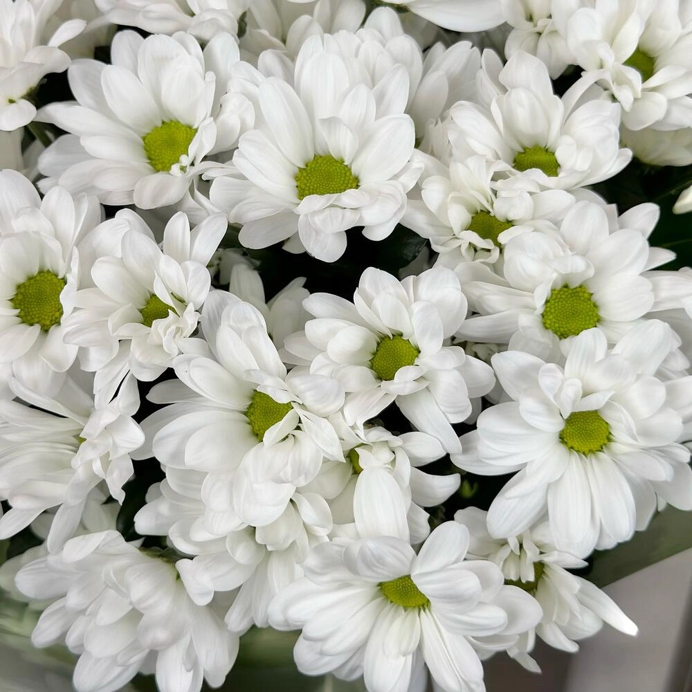 Букет «Мечты о лете» – свежесть белых хризантем Астрахань Астраханская область