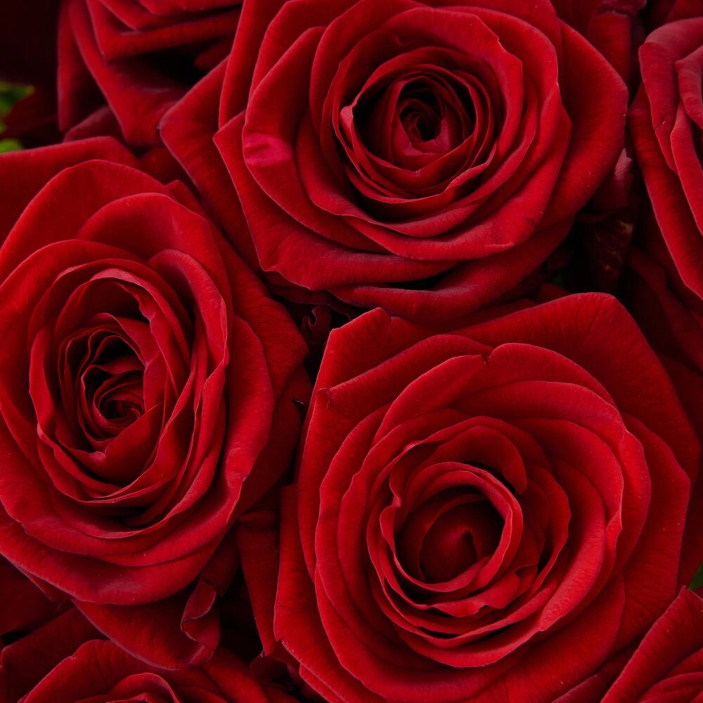 Роскошный букет из 21 красной розы – воплощение искренних чувств Астрахань Астраханская область