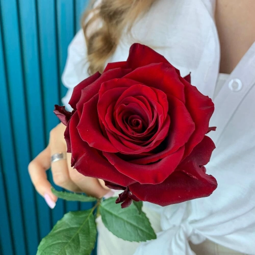 Комплимент из красной эквадорской розы – минимализм роскоши Астрахань Астраханская область