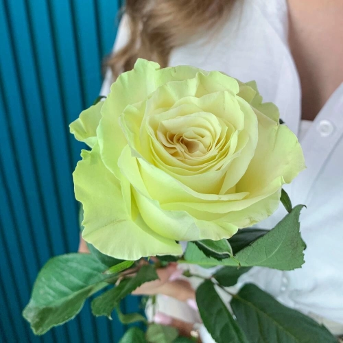 Комплимент из белой эквадорской розы – элегантность в каждом лепестке Астрахань Астраханская область