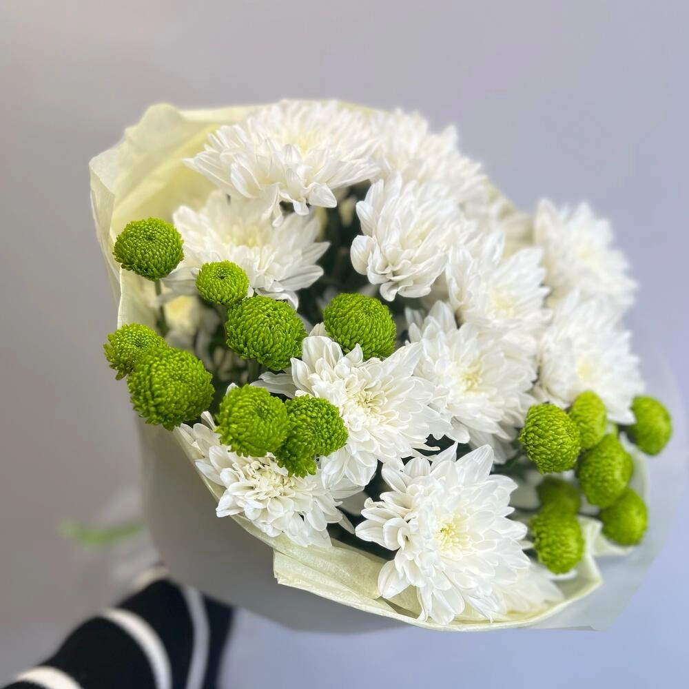 Эксклюзивный букет «Филин Грин» – сочетание белых и зеленых хризантем Астрахань Астраханская область