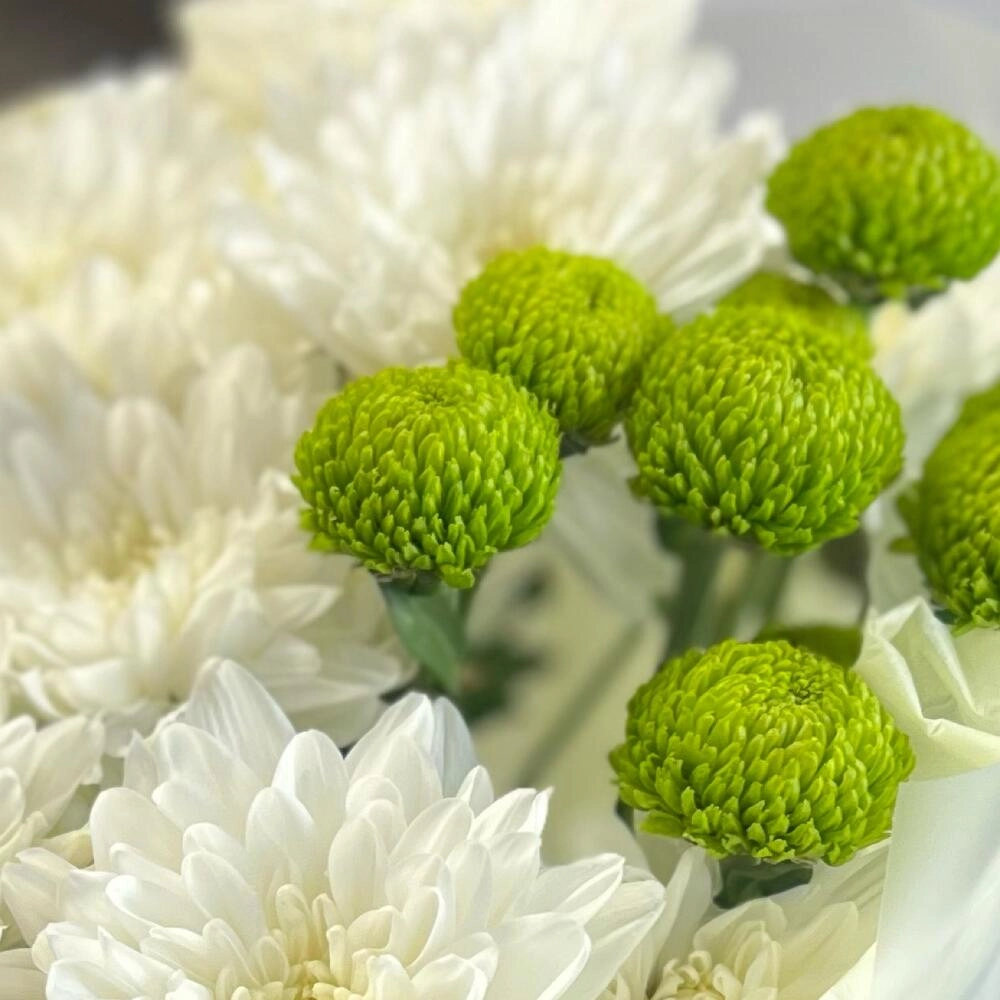 Эксклюзивный букет «Филин Грин» – сочетание белых и зеленых хризантем Астрахань Астраханская область