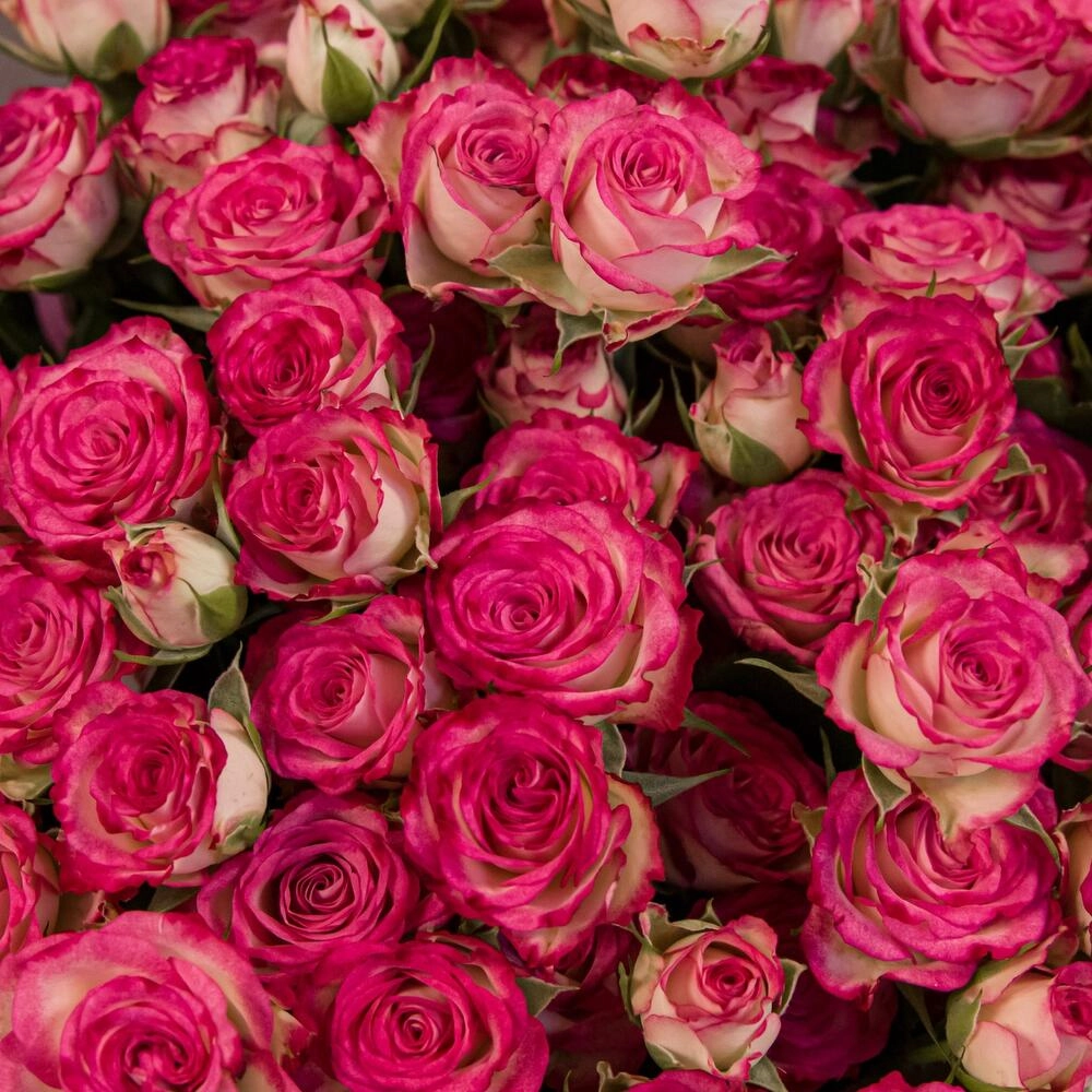 Букет «Розовый бум» – пышные кустовые розы в нежно-розовых тонах Астрахань Астраханская область