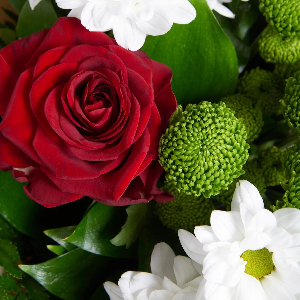 Букет «Настроение» – гармония красных эквадорских роз и нежных хризантем Астрахань Астраханская область