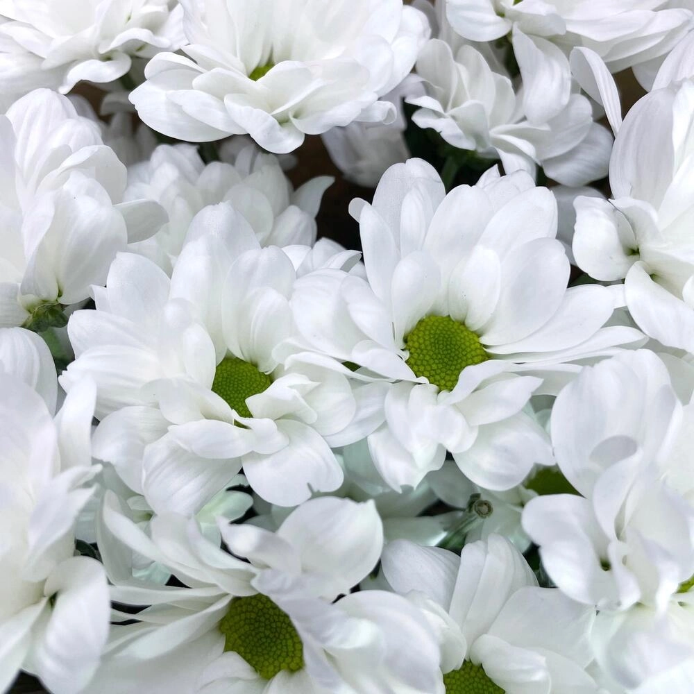 Букет из 5 белых хризантем в крафте – лаконичная элегантность Астрахань Астраханская область