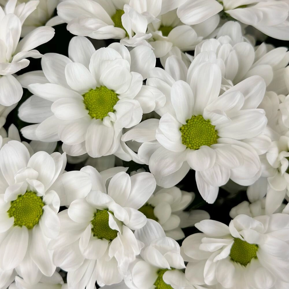 Букет «Мечты о лете» – свежесть белых хризантем Астрахань Астраханская область