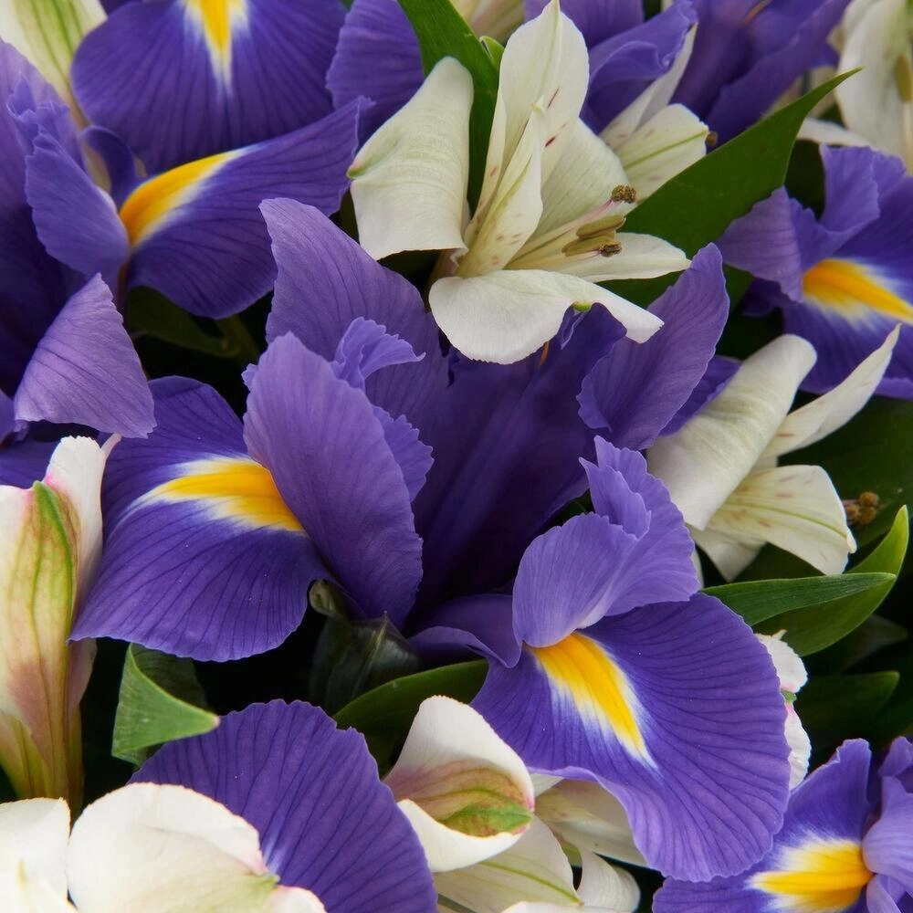 Букет «Вечернее дыхание»  – загадочная гармония синих ирисов и белых альстромерий Астрахань Астраханская область