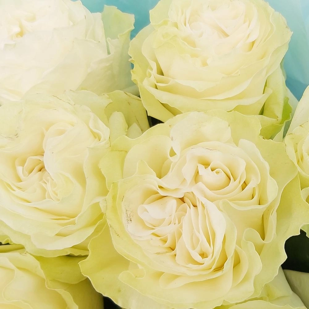 Букет «Кружевное облачко» – 11 белоснежных роз в нежной упаковке Астрахань Астраханская область