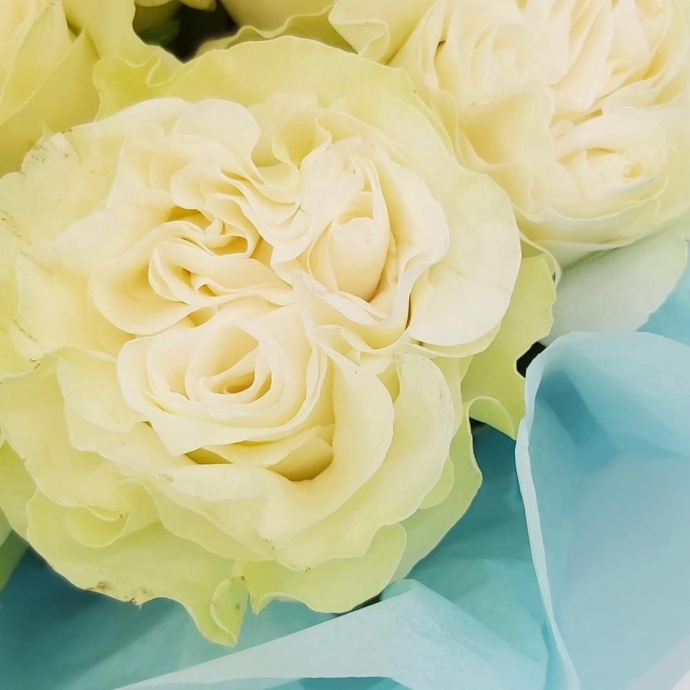 Букет «Кружевное облачко» – 11 белоснежных роз в нежной упаковке Астрахань Астраханская область