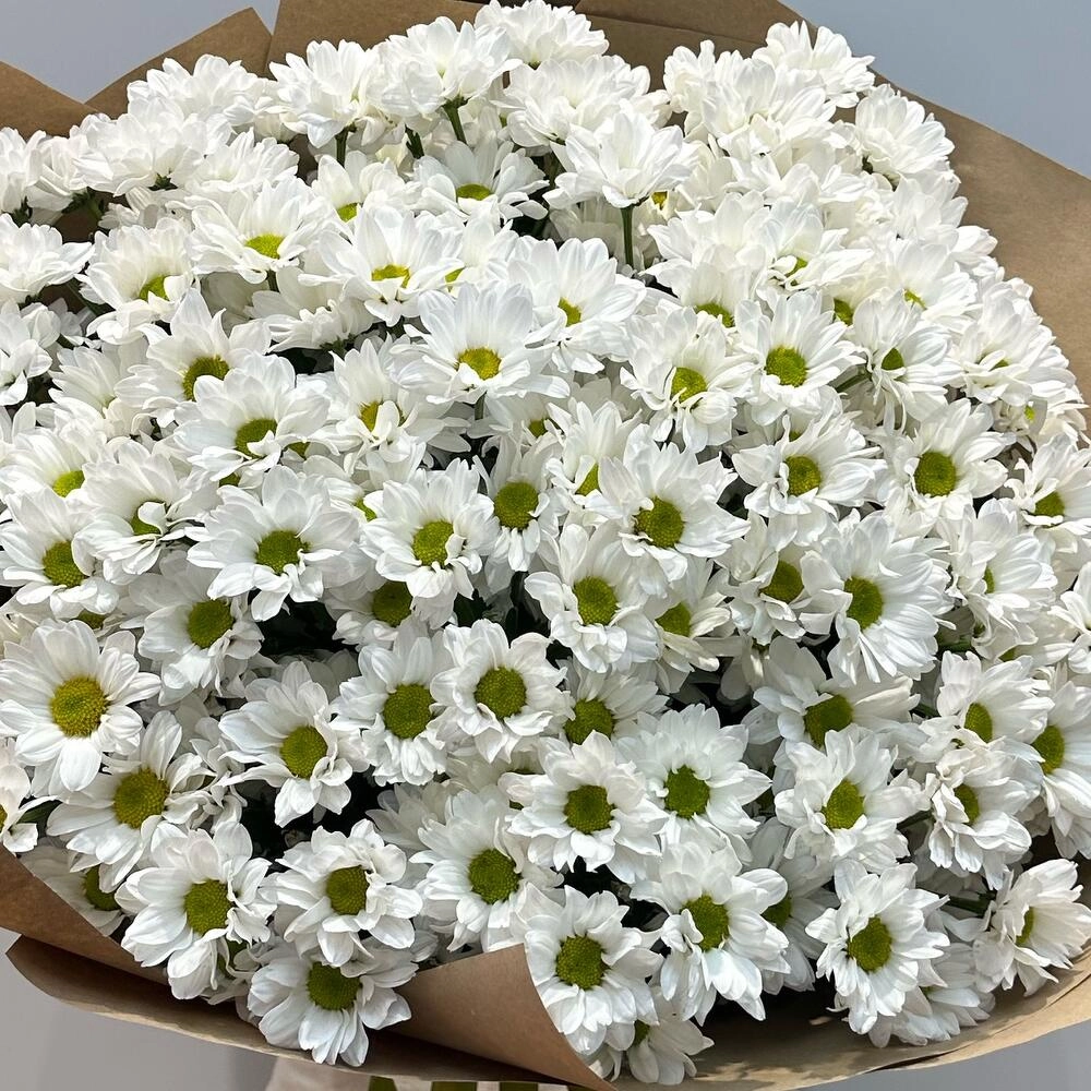 Букет «21 ромашка» – нежные белые кустовые хризантемы в натуральном стиле Астрахань Астраханская область