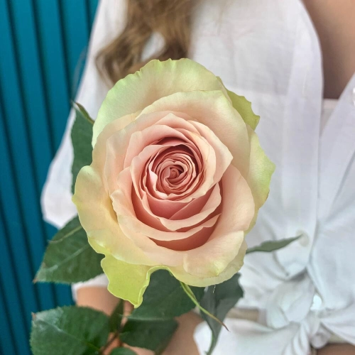 Комплимент из розовой эквадорской розы – минимализм роскоши Астрахань Астраханская область