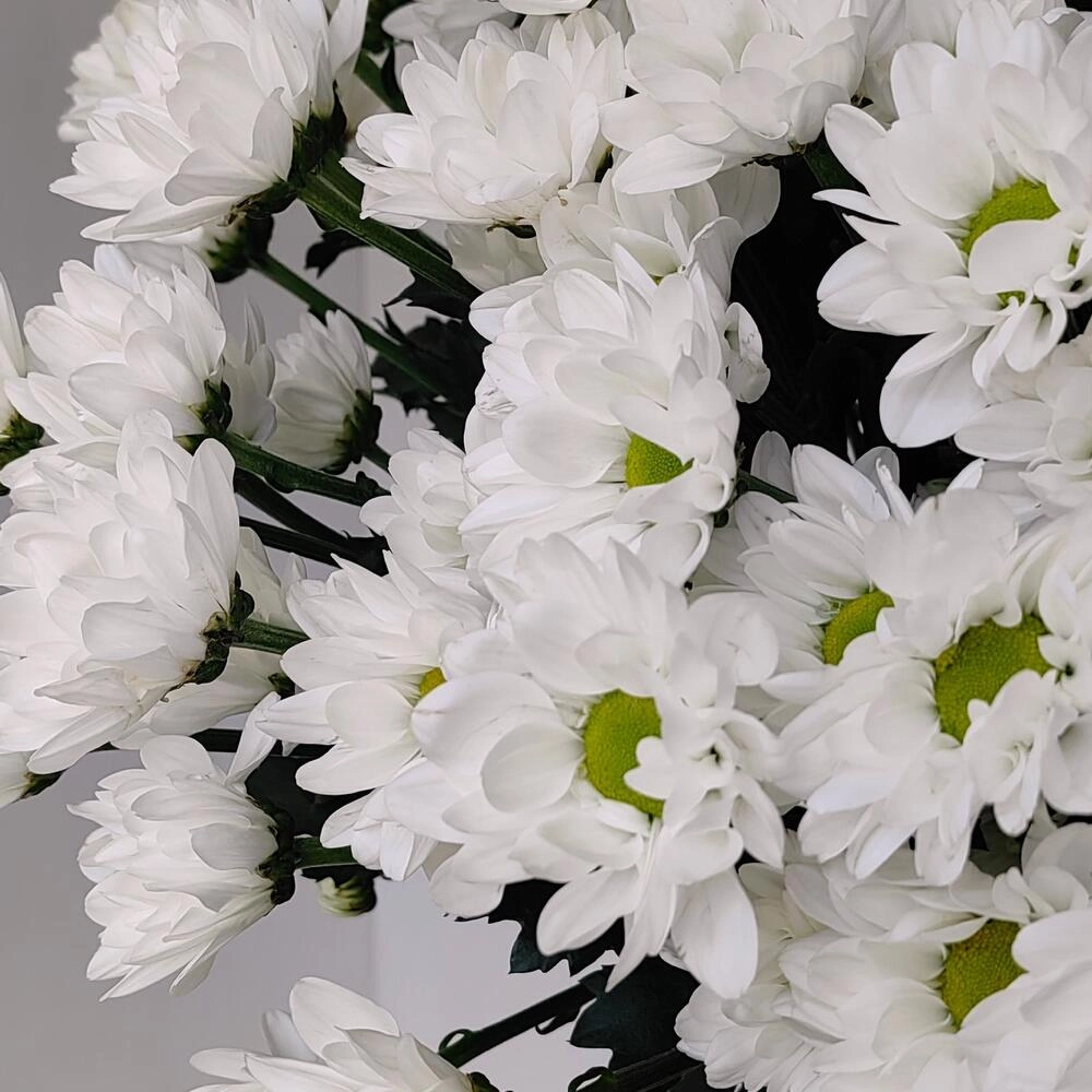 Букет «Ромашка» — свежесть белых хризантем в деревенском стиле Астрахань Астраханская область