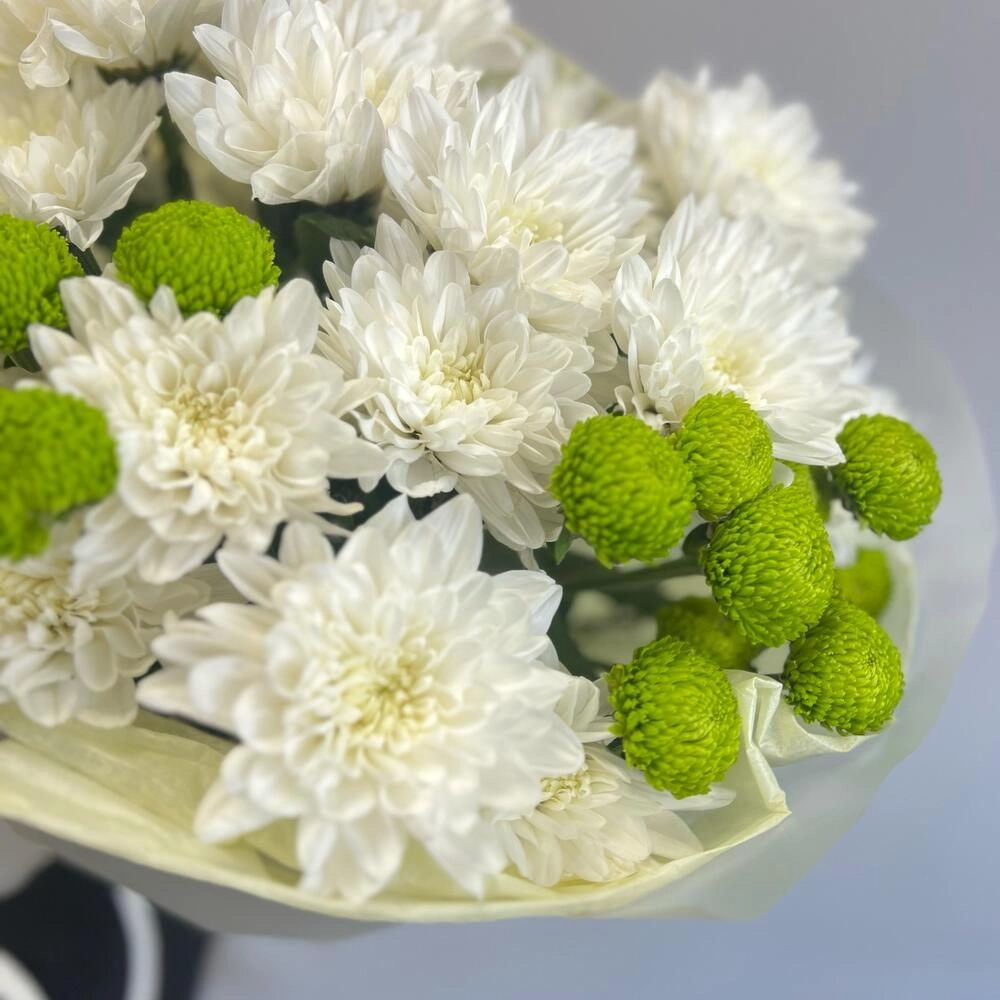 Эксклюзивный букет «Филин Грин» – сочетание белых и зеленых хризантем Астрахань Астраханская область