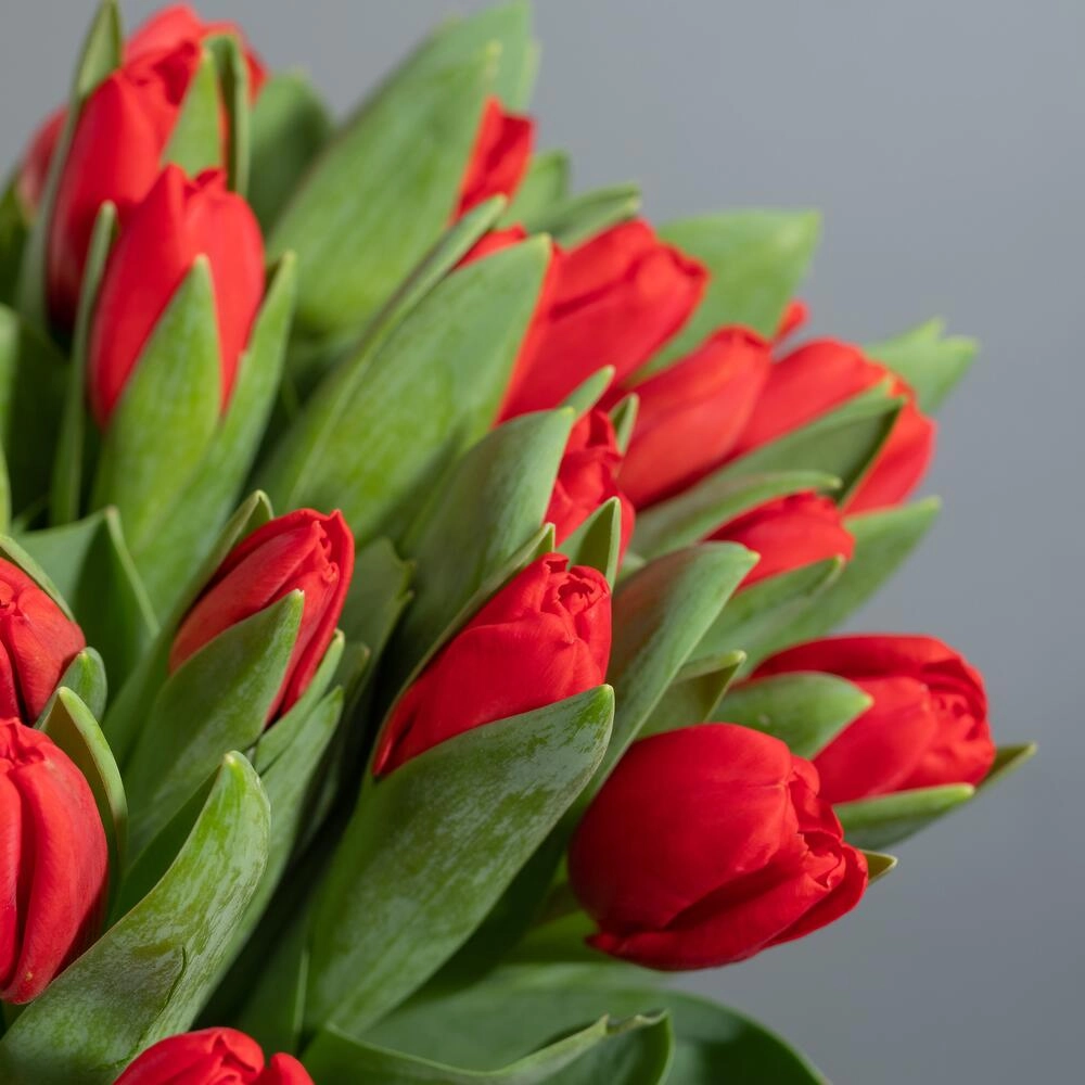 Букет из 25 красных тюльпанов Астрахань Астраханская область