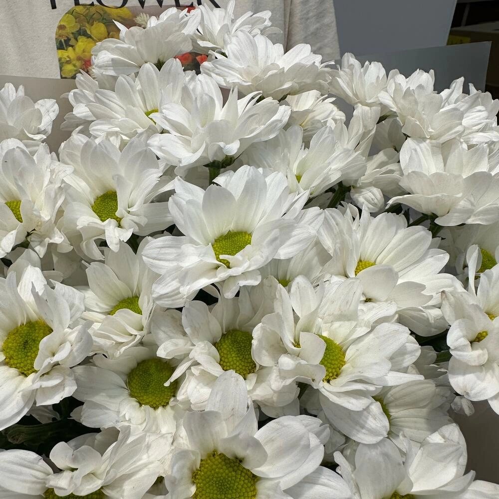 Букет «Летнее настроение» – свежесть белых хризантем Астрахань Астраханская область