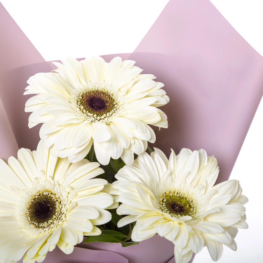 Нежный букет из 3 белых гербер – символ искренности и света Астрахань Астраханская область