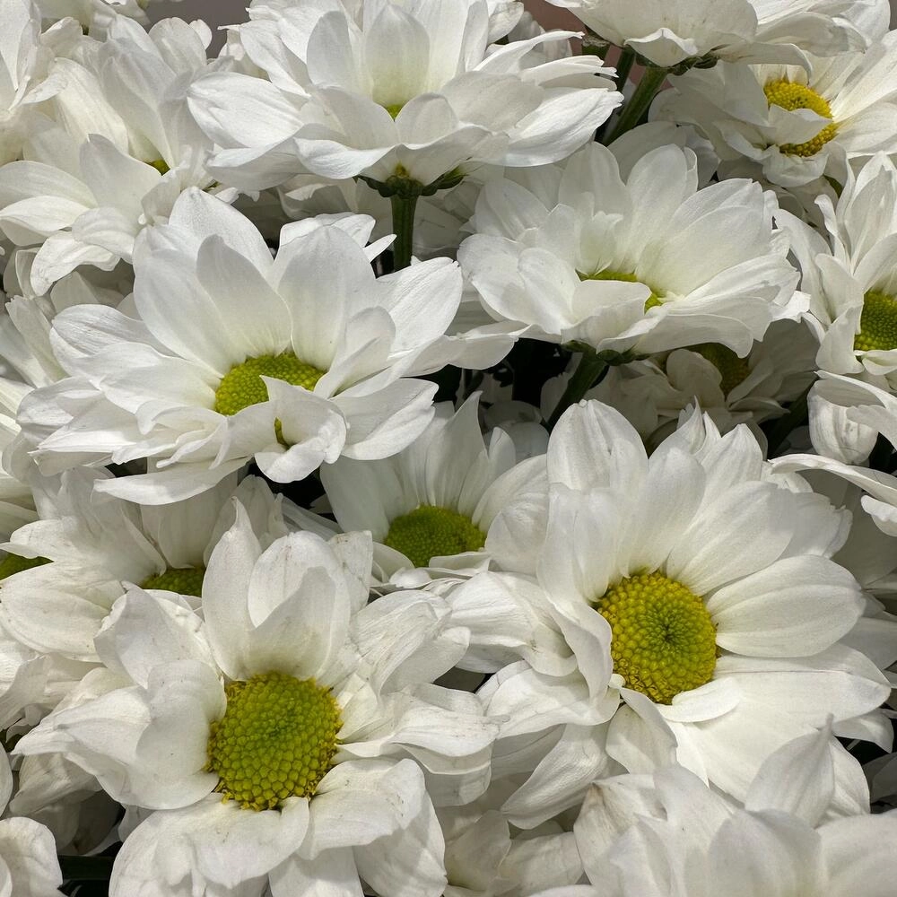 Букет «Летнее настроение» – свежесть белых хризантем Астрахань Астраханская область