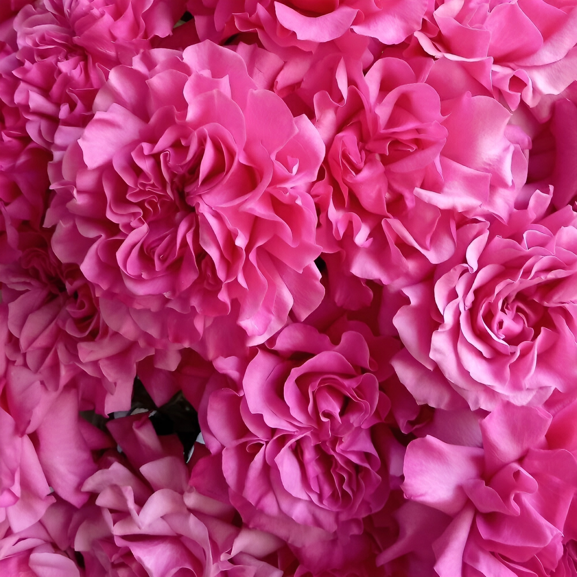 Роскошный букет из пионовидных роз – королевский подарок Астрахань Астраханская область