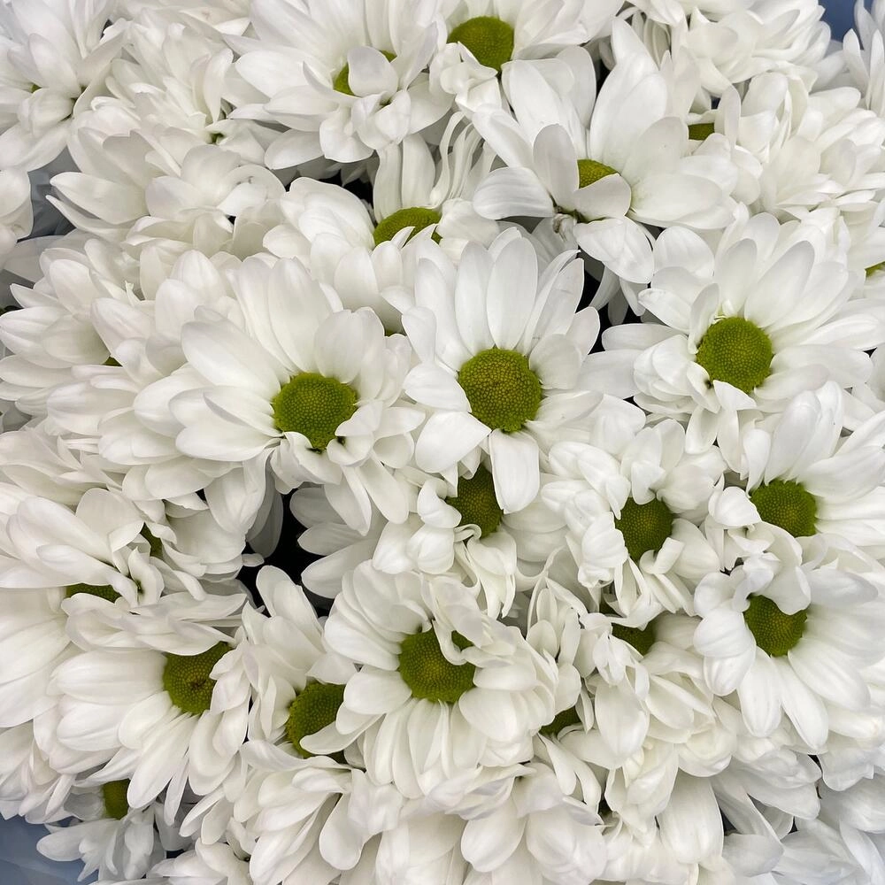 Букет «Ромашковое поле» – свежесть белых хризантем Астрахань Астраханская область